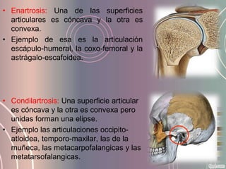 • Enartrosis: Una de las superficies
  articulares es cóncava y la otra es
  convexa.
• Ejemplo de esa es la articulación
  escápulo-humeral, la coxo-femoral y la
  astrágalo-escafoidea.




• Condilartrosis: Una superficie articular
  es cóncava y la otra es convexa pero
  unidas forman una elipse.
• Ejemplo las articulaciones occipito-
  atloidea, temporo-maxilar, las de la
  muñeca, las metacarpofalangicas y las
  metatarsofalangicas.
 