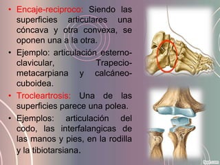 • Encaje-reciproco: Siendo las
  superficies articulares una
  cóncava y otra convexa, se
  oponen una a la otra.
• Ejemplo: articulación esterno-
  clavicular,          Trapecio-
  metacarpiana y calcáneo-
  cuboidea.
• Trocleartrosis: Una de las
  superficies parece una polea.
• Ejemplos: articulación del
  codo, las interfalangicas de
  las manos y pies, en la rodilla
  y la tibiotarsiana.
 