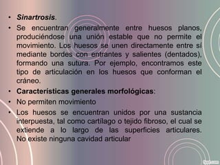 • Sinartrosis.
• Se encuentran generalmente entre huesos planos,
  produciéndose una unión estable que no permite el
  movimiento. Los huesos se unen directamente entre sí
  mediante bordes con entrantes y salientes (dentados),
  formando una sutura. Por ejemplo, encontramos este
  tipo de articulación en los huesos que conforman el
  cráneo.
• Características generales morfológicas:
• No permiten movimiento
• Los huesos se encuentran unidos por una sustancia
  interpuesta, tal como cartílago o tejido fibroso, el cual se
  extiende a lo largo de las superficies articulares.
  No existe ninguna cavidad articular
 