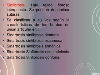 • Sinfibrosis. Hay tejido fibroso
  interpuesto. Se pueden denominar
  suturas:
• Se clasifican a su vez según la
  características de los bordes de
  unión articular en :
• Sinartrosis sinfibrosis dentada
• Sinartrosis sinfibrosis escamosa
• Sinartrosis sinfibrosis armónica
• Sinartrosis Sinfibrosis esquindelesis
• Sinartrosis Sinfibrosis gonfosis
 