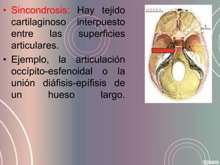 • Sincondrosis: Hay tejido
  cartilaginoso interpuesto
  entre     las   superficies
  articulares.
• Ejemplo, la articulación
  occípito-esfenoidal o la
  unión diáfisis-epífisis de
  un        hueso       largo.
 
