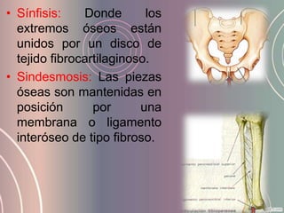 • Sínfisis:    Donde       los
  extremos óseos están
  unidos por un disco de
  tejido fibrocartilaginoso.
• Sindesmosis: Las piezas
  óseas son mantenidas en
  posición       por      una
  membrana o ligamento
  interóseo de tipo fibroso.
 