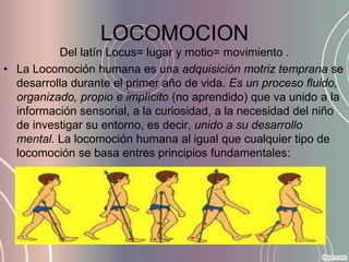 LOCOMOCION
          Del latín Locus= lugar y motio= movimiento .
• La Locomoción humana es una adquisición motriz temprana se
  desarrolla durante el primer año de vida. Es un proceso fluido,
  organizado, propio e implícito (no aprendido) que va unido a la
  información sensorial, a la curiosidad, a la necesidad del niño
  de investigar su entorno, es decir, unido a su desarrollo
  mental. La locomoción humana al igual que cualquier tipo de
  locomoción se basa entres principios fundamentales:
 
