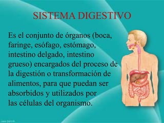 SISTEMA DIGESTIVO
Es el conjunto de órganos (boca,
faringe, esófago, estómago,
intestino delgado, intestino
grueso) encargados del proceso de
la digestión o transformación de
alimentos, para que puedan ser
absorbidos y utilizados por
las células del organismo.
 