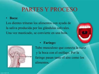 PARTES Y PROCESO
• Boca:
Los dientes trituran los alimentos con ayuda de
la saliva producida por las glándulas salivales.
Una vez masticado, se convierte en una bola.

                         • Faringe:
                     Tubo musculoso que conecta la nariz
                      y la boca con el esófago. Por la
                     faringe pasan tanto el aire como los
                     alimentos.
 