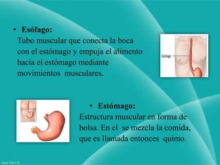 • Esófago:
 Tubo muscular que conecta la boca
 con el estómago y empuja el alimento
 hacia el estómago mediante
 movimientos musculares.


                     • Estómago:
                  Estructura muscular en forma de
                  bolsa. En el se mezcla la comida,
                  que es llamada entonces quimo.
 