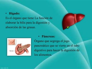 • Hígado:
Es el órgano que tiene La función de
elaborar la bilis para la digestión y
absorción de las grasas.

                         • Páncreas:
                      Órgano que segrega el jugo
                      pancreático que se vierte en el tubo
                      digestivo para hacer la digestión de
                      los alimentos.
 