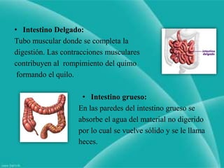 • Intestino Delgado:
Tubo muscular donde se completa la
digestión. Las contracciones musculares
contribuyen al rompimiento del quimo
 formando el quilo.

                    • Intestino grueso:
                   En las paredes del intestino grueso se
                   absorbe el agua del material no digerido
                   por lo cual se vuelve sólido y se le llama
                   heces.
 