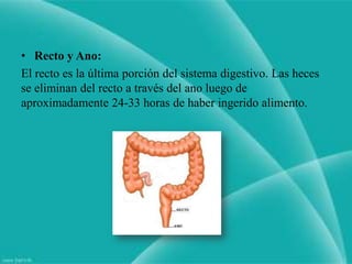 • Recto y Ano:
El recto es la última porción del sistema digestivo. Las heces
se eliminan del recto a través del ano luego de
aproximadamente 24-33 horas de haber ingerido alimento.
 