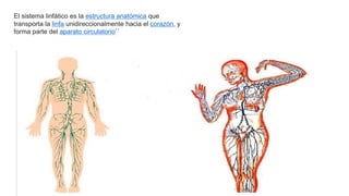El sistema linfático es la estructura anatómica que
transporta la linfa unidireccionalmente hacia el corazón, y
forma parte del aparato circulatorio``
 