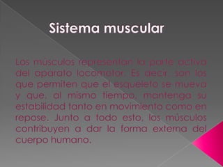 Sistema muscular Los músculos representan la parte activa del aparato locomotor. Es decir, son los que permiten que el esqueleto se mueva y que, al mismo tiempo, mantenga su estabilidad tanto en movimiento como en repose. Junto a todo esto, los músculos contribuyen a dar la forma externa del cuerpo humano.  