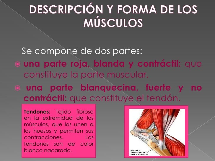 Biomecanica Basica Del Sistema Muscoesqueletico Nordin Pdf Printer Biomecanica Basica Del Sistema Muscoesqueletico Nordin Pdf Printer