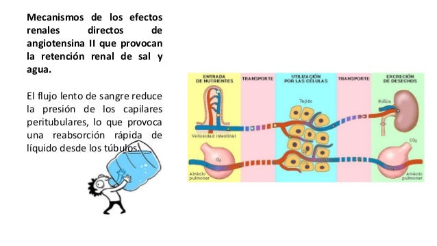 Resultado de imagen para efectos renales directos de angiotensina II que provocan la retención renal de sal y agua.