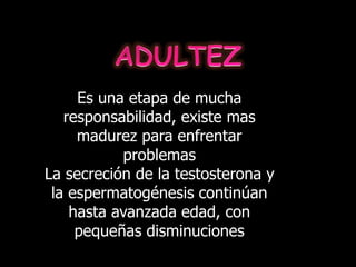 Es una etapa de mucha
responsabilidad, existe mas
madurez para enfrentar
problemas
La secreción de la testosterona y
la espermatogénesis continúan
hasta avanzada edad, con
pequeñas disminuciones
 