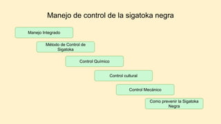 Manejo de control de la sigatoka negra
Manejo Integrado
Método de Control de
Sigatoka
Control Químico
Control cultural
Control Mecánico
Como prevenir la Sigatoka
Negra
 