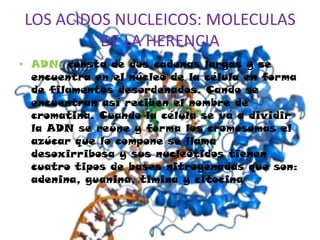 • ARN: es una cadena de nucleótidos
  relativamente corta y esta presente
  principalmente en el citoplasma de la celula
 ...