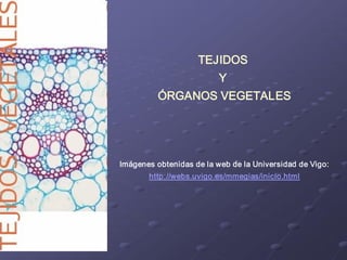 TEJIDOS 
                          Y 
          ÓRGANOS VEGETALES 




Imágenes obtenidas de la web de la Universidad de Vigo: 
       http://webs.uvigo.es/mmegias/inicio.html
 