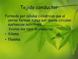 Tejido conductor
Formado por células cilíndricas que al
unirse forman tubos por donde circulan
sustancias nutritivas.
Existen dos tipos de conductos.
• Xilema
• floema
 