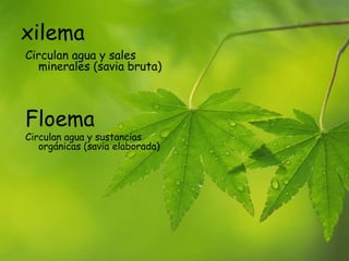 xilema
Circulan agua y sales
minerales (savia bruta)
Floema
Circulan agua y sustancias
orgánicas (savia elaborada)
 