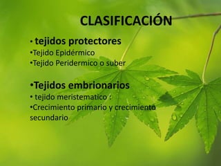 CLASIFICACIÓN
• tejidos protectores
•Tejido Epidérmico
•Tejido Peridermico o suber
•Tejidos embrionarios
• tejido meristematico :
•Crecimiento primario y crecimiento
secundario
 