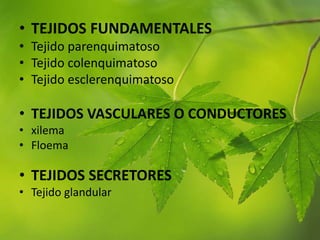 • TEJIDOS FUNDAMENTALES
• Tejido parenquimatoso
• Tejido colenquimatoso
• Tejido esclerenquimatoso
• TEJIDOS VASCULARES O CONDUCTORES
• xilema
• Floema
• TEJIDOS SECRETORES
• Tejido glandular
 