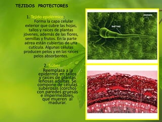 1. Tejido epidérmico:
Forma la capa celular
exterior que cubre las hojas,
tallos y raíces de plantas
jóvenes, además de las flores,
semillas y frutos. En la parte
aérea están cubiertas de una
cutícula. Algunas células
producen pelos y en las raíces
pelos absorbentes.
2. Súber
Reemplaza a la
epidermis en tallos
y raíces de plantas
leñosas adultas. Se
compone de células
suberosas (corcho)
con paredes gruesas
e impermeables,
que mueren al
madurar.
TEJIDOS PROTECTORES
 