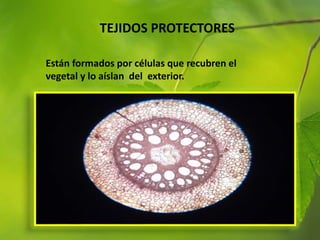 TEJIDOS PROTECTORES
Están formados por células que recubren el
vegetal y lo aíslan del exterior.
 