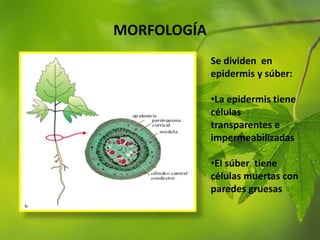 MORFOLOGÍA
Se dividen en
epidermis y súber:
•La epidermis tiene
células
transparentes e
impermeabilizadas
•El súber tiene
células muertas con
paredes gruesas
 