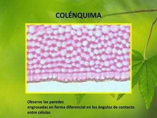 COLÉNQUIMA
Observe las paredes
engrosadas en forma diferencial en los ángulos de contacto
entre células
 