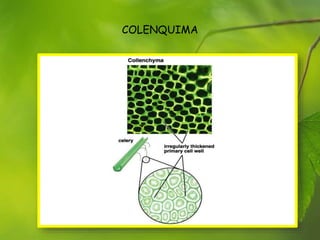 COLENQUIMA
 