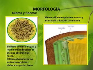 MORFOLOGÍA
El xilema conduce el agua y
los minerales disueltos en
ella que absorben las
raíces.
El floema transforma las
sustancias orgánicas
elaboradas por las hojas
Xilema y floema equivalen a venas y
arterias en la función circulatoria.
Xilema y floema:
 