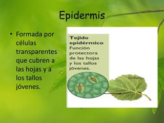 Epidermis
• Formada por
células
transparentes
que cubren a
las hojas y a
los tallos
jóvenes.
 