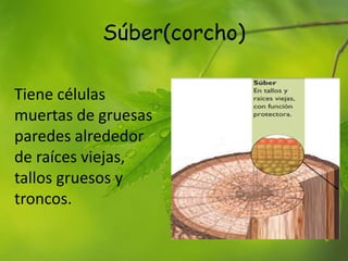 Súber(corcho)
Tiene células
muertas de gruesas
paredes alrededor
de raíces viejas,
tallos gruesos y
troncos.
 