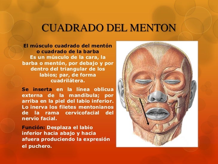 Músculos de la Cara Músculos de la Cara