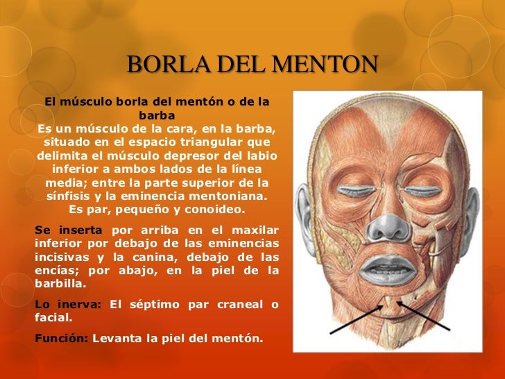 Músculos de la Cara Músculos de la Cara