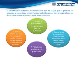 La vasodilatacion cutánea y el aumento del flujo de sangre que se produce en
respuesta al aumento de temperatura de los tejidos actúan para proteger al cuerpo
de un calentamiento excesivo y evitar lesión de tejidos.
1. Cuando se
calienta una zona
con un agente
térmico al mismo
tiempo la sangre
circulante lo esta
enfriando,
2. a medida
que aumenta la
temperatura de
la zona
aumentan
3. flujo de sangre y
el enfriamiento
para reducir el
impacto del agente
térmico sobre la
temperatura del
tejido
4. Reduciendo
así el riesgo de
quemadura.
 