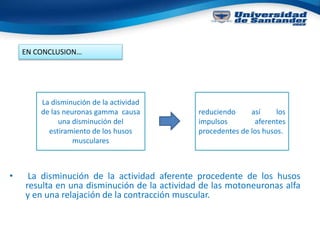 • La disminución de la actividad aferente procedente de los husos
resulta en una disminución de la actividad de las motoneuronas alfa
y en una relajación de la contracción muscular.
La disminución de la actividad
de las neuronas gamma causa
una disminución del
estiramiento de los husos
musculares
reduciendo así los
impulsos aferentes
procedentes de los husos.
EN CONCLUSION…
 
