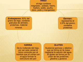 TRIGO
el trigo contiene
magnesio, potasio, hierro,
fosforo, sodio, azufre,
cloro, yodo y manganeso

Endospermo: 83% del
grano de trigo, contiene
gránulos de almidón,
proteínas, material
mineral.

HARINA
De la molienda del trigo,
por ser este cereal el
único conocido por el
hombre que al unirse con
el agua forman la
estructura del pan

Germen:
representa el
2,5% del grano,
contiene
proteínas

GLUTEN
Sustancia gomosa y elástica
que se forma en la masa
mediante la adición del agua.
El gluten se forma por la
unión de las proteínas;
gliadina y gluteina

 