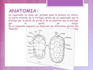 ANATOMIA: La caparazón no debe ser pintada pues la pintura es tóxica. La parte externa de la tortuga consta de un caparazón que la protege por la parte de arriba y de un plastrón que la protege por la parte de abajo. En el siguiente esquema se observan las diferentes partes del Plastrón y del Caparazón 