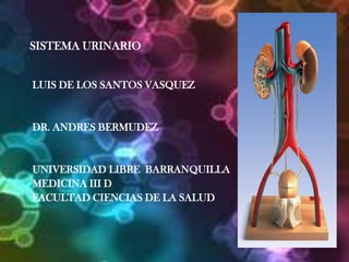SISTEMA URINARIO LUIS DE LOS SANTOS VASQUEZ DR. ANDRES BERMUDEZ UNIVERSIDAD LIBRE  BARRANQUILLA MEDICINA III D FACULTAD CIENCIAS DE LA SALUD 