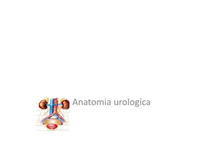 Anatomia urologica
 