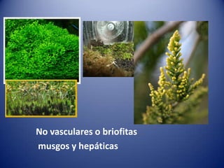 No vasculares o briofitas
musgos y hepáticas
 