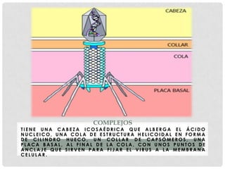 COMPLEJOS
TIENE UNA CABEZA ICOSAÉDRICA QUE ALBERGA EL ÁCIDO
NUCLEICO, UNA COLA DE ESTRUCTURA HELICOIDAL EN FORMA
DE CILINDRO HUECO, UN COLLAR DE CAPSÓMEROS, UNA
PLACA BASAL, AL FINAL DE LA COLA, CON UNOS PUNTOS DE
ANCLAJE QUE SIRVEN PARA FIJAR EL VIRUS A LA MEMBRANA
CELULAR.
 