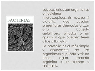 Las bacterias son organismos
            unicelulares
            microscópicos, sin núcleo ni
BACTERIAS   clorofila,     que   pueden
            presentarse desnudas o con
            una                  cápsula
            gelatinosa, aisladas o en
            grupos y que pueden tener
            cilios o flagelos.
            La bacteria es el más simple
            y     abundante     de    los
            organismos y puede vivir en
            tierra,      agua,   materia
            orgánica o en plantas y
            animales.
 