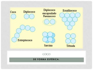 COCO
DE FORMA ESFÉRICA.
 