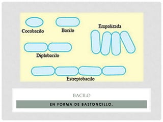BACILO
EN FORMA DE BASTONCILLO.
 