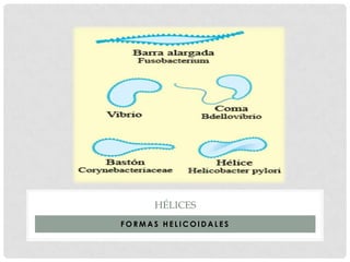 HÉLICES
FORMAS HELICOIDALES
 