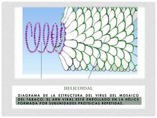 HELICOIDAL
DIAGRAMA DE LA ESTRUCTURA DEL VIRUS DEL MOSAICO
DEL TABACO: EL ARN VIRAL ESTÁ ENROLLADO EN LA HÉLICE
FORMADA POR SUBUNIDADES PROTEICAS REPETIDAS.
 