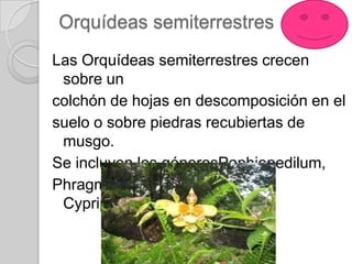 Orquídeas semiterrestres
Las Orquídeas semiterrestres crecen
 sobre un
colchón de hojas en descomposición en el
suelo o sobre piedras recubiertas de
 musgo.
Se incluyen los génerosPaphiopedilum,
Phragmipedium, Selenipediumy
 Cypripedium
 
