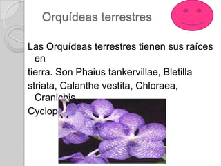 Orquídeas terrestres

Las Orquídeas terrestres tienen sus raíces
  en
tierra. Son Phaius tankervillae, Bletilla
striata, Calanthe vestita, Chloraea,
  Cranichis,
Cyclopogon, etc
 
